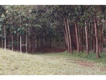 Se Vende Finca Agropecuaria 70 Ha Lago Gatun usd$42,858,oox Ha.