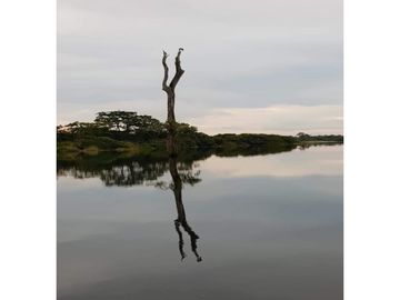 Se Vende Finca Agropecuaria 70 Ha Lago Gatun usd$42,858,oox Ha.