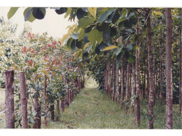 Se Vende Finca Agropecuaria 70 Ha Lago Gatun usd$42,858,oox Ha.