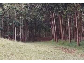Se Vende Finca Agropecuaria 70 Ha Lago Gatun usd$42,858,oox Ha.
