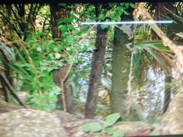 3 Ranchos juntos en Venta en Panabá, cercano a Tizimin