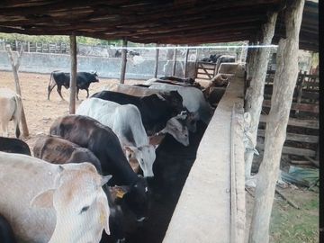 3 Ranchos juntos en Venta en Panabá, cercano a Tizimin