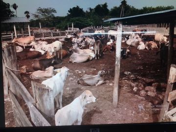 3 Ranchos juntos en Venta en Panabá, cercano a Tizimin