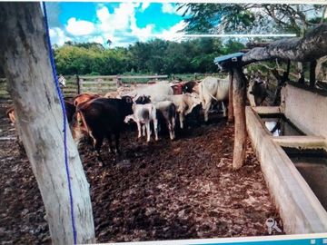 3 Ranchos juntos en Venta en Panabá, cercano a Tizimin