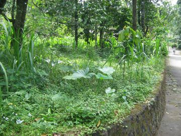 Tanah Pekarangan Boyong dekat wisata Kaliurang&copy; Tanah Pekarangan Boyong dekat wisata Kaliurang