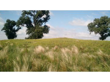 VENDO EXCELENTE CAMPO DE 84 HECTREAS EN ROLÓN - PROVINCIA DE LA PAMPA