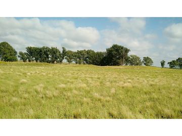 VENDO EXCELENTE CAMPO DE 84 HECTREAS EN ROLÓN - PROVINCIA DE LA PAMPA