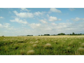VENDO EXCELENTE CAMPO DE 84 HECTREAS EN ROLÓN - PROVINCIA DE LA PAMPA