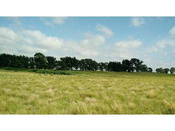 VENDO EXCELENTE CAMPO DE 84 HECTREAS EN ROLÓN - PROVINCIA DE LA PAMPA