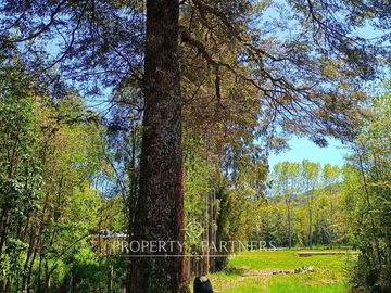 Terreno con Galpones, Casa y Bodegas Riñihue ¡Gran oportunidad de inversión !