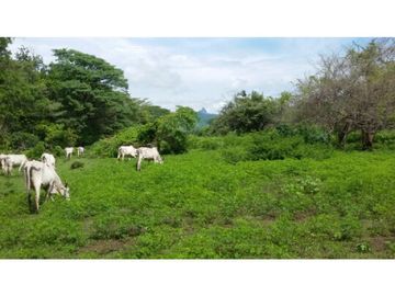 Finca en Venta / Chame para Ganadería o Desarrollo