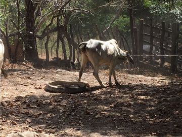 Finca en Venta / Chame para Ganadería o Desarrollo