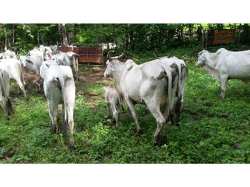 Finca en Venta / Chame para Ganadería o Desarrollo