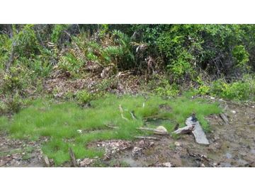 Finca en Venta / Chame para Ganadería o Desarrollo