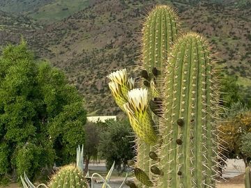 Sitio en venta en Las Brisas Colina