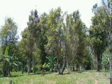 Dijual Tanah Perkebunan 1000 Hektar Di Waluran Kota Sukabumi