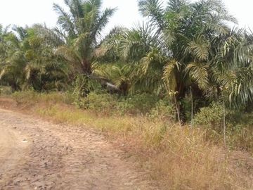 Dijual Tanah Perkebunan 1000 Hektar Di Waluran Kota Sukabumi