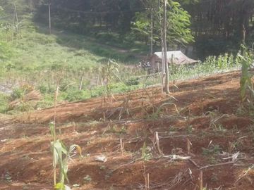 Dijual Tanah Perkebunan 1000 Hektar Di Waluran Kota Sukabumi