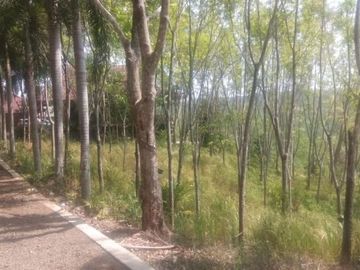 Dijual Tanah Perkebunan 1000 Hektar Di Waluran Kota Sukabumi