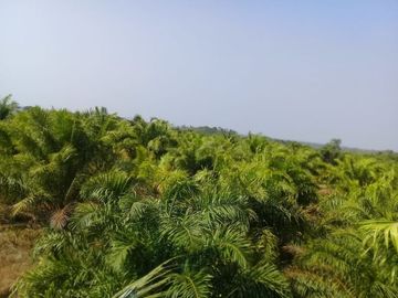 Dijual Tanah Perkebunan 1000 Hektar Di Waluran Kota Sukabumi