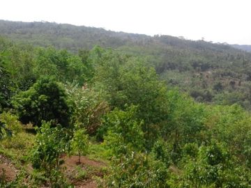 Dijual Tanah Perkebunan 1000 Hektar Di Waluran Kota Sukabumi