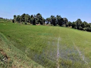 Terrenos Agricolas Venta CAL. Predio San Francisco, Valle Chancay  - CHICLAYO