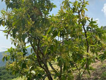 finca en venta en vijes. Cod V13038