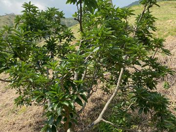 finca en venta en vijes. Cod V13038