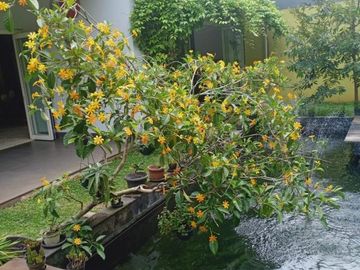 Rumah dijual Taman Telaga Golf BSD City Lux dpn Danau BU