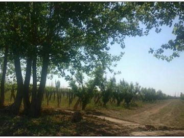 Finca en Venta en Jocolí, Lavalle - Mendoza - Oportunidad Rural 48 Hs