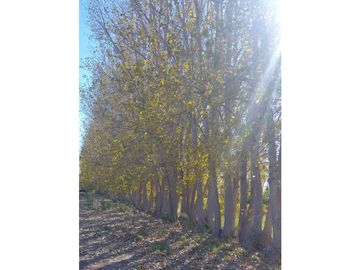 Finca en Venta en Jocolí, Lavalle - Mendoza - Oportunidad Rural 48 Hs