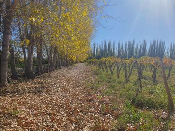 Finca en Venta en Jocolí, Lavalle - Mendoza - Oportunidad Rural 48 Hs