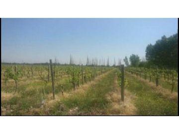 Finca en Venta en Jocolí, Lavalle - Mendoza - Oportunidad Rural 48 Hs