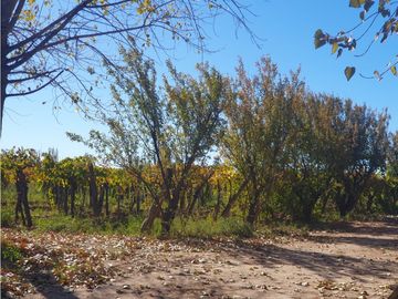 Finca en Venta en Jocolí, Lavalle - Mendoza - Oportunidad Rural 48 Hs