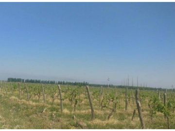 Finca en Venta en Jocolí, Lavalle - Mendoza - Oportunidad Rural 48 Hs