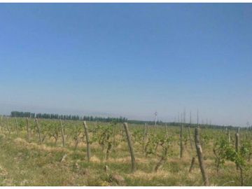 Finca en Venta en Jocolí, Lavalle - Mendoza - Oportunidad Rural 48 Hs
