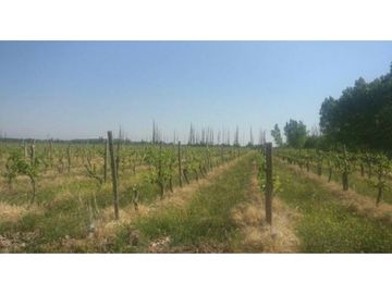 Finca en Venta en Jocolí, Lavalle - Mendoza - Oportunidad Rural 48 Hs