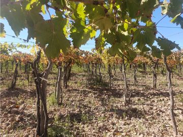 Finca en Venta en Jocolí, Lavalle - Mendoza - Oportunidad Rural 48 Hs