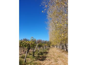 Finca en Venta en Jocolí, Lavalle - Mendoza - Oportunidad Rural 48 Hs