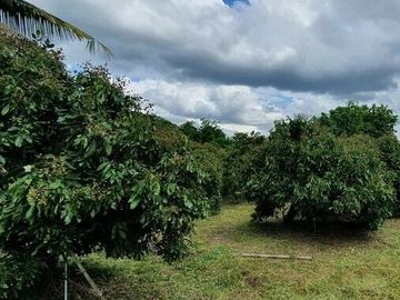 Land for sale in Mae Faek, Chiang Mai