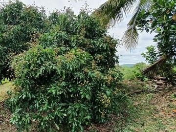 Land for sale in Mae Faek, Chiang Mai