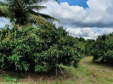 Land for sale in Mae Faek, Chiang Mai