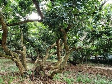 Land for sale in Mae Faek, Chiang Mai