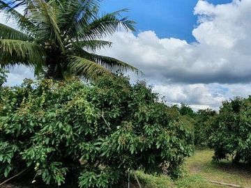 Land for sale in Mae Faek, Chiang Mai