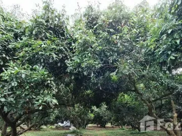 Land for sale in Mae Faek, Chiang Mai