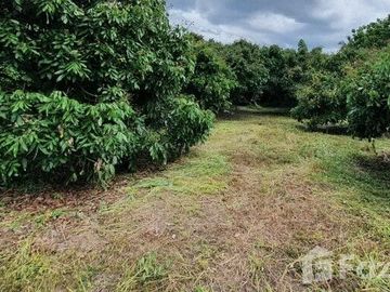 Land for sale in Mae Faek, Chiang Mai