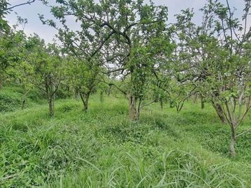 UNTUK INVESTOR!! Tanah hunian villa kebun strategis kota batu