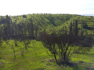 Los Maitenes, Peñablanca. Villa Alemana
