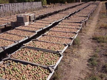 Finca de 12 ha- Cuadro Benegas - San Rafael- Mendoza