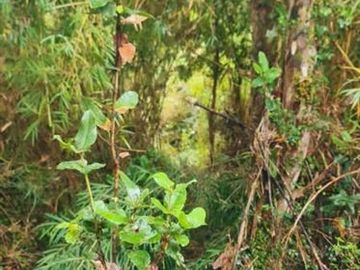 Parcela en venta en sector El Palomar , Ancud